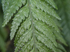 Parapolystichum acuminatum