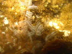 Macrorhynchia philippina