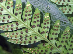 Parapolystichum acuminatum