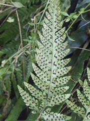 Parapolystichum acuminatum