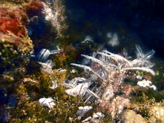 Macrorhynchia philippina