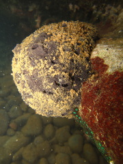 Ircinia fusca