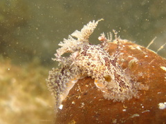 Plocamopherus ceylonicus