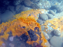Porifera