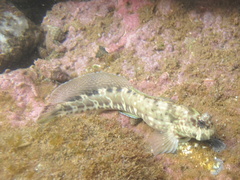 Istiblennius dussumieri