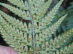 Parapolystichum acuminatum