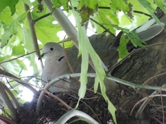 Streptopelia decaocto