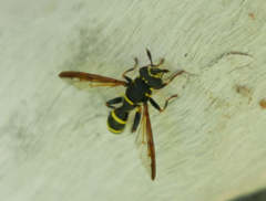 Sphiximorpha subsessilis