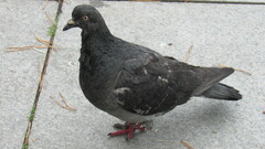 Columba livia domestica