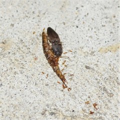 Heteroderes amplicollis