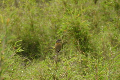 Tarsiger johnstoniae