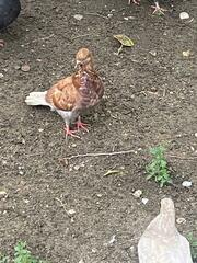 Columba livia domestica