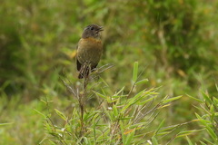 Tarsiger johnstoniae