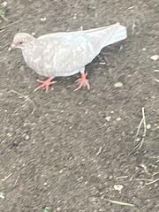 Columba livia domestica