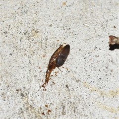 Heteroderes amplicollis