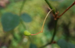 Smilax vaginata