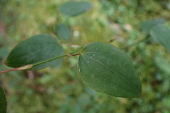 Smilax vaginata