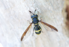 Sphiximorpha subsessilis