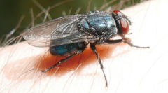 Protocalliphora