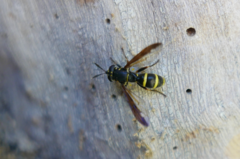 Sphiximorpha subsessilis