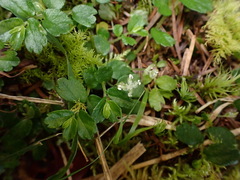 Elatostema obtusum trilobulatum