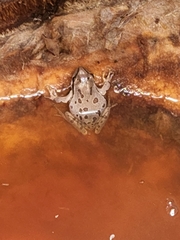 Hyla euphorbiacea