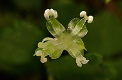 Elatostema obtusum trilobulatum
