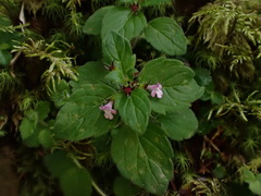 Clinopodium laxiflorum