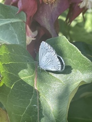 Celastrina argiolus