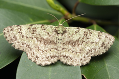 Ophthalmitis herbidaria