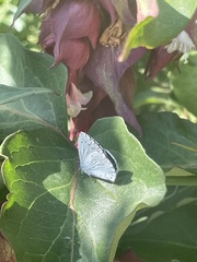Celastrina argiolus