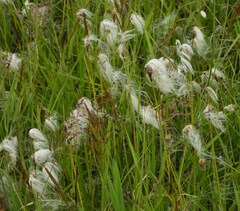 Trichophorum alpinum