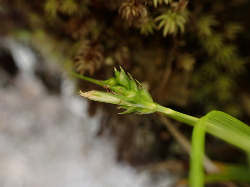 Carex leucochlora iNat (1)