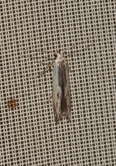 Thiotricha subocellea