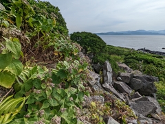 Eupatorium kiirunense