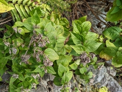 Eupatorium kiirunense