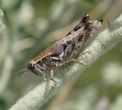 Oedaleonotus phryneicus