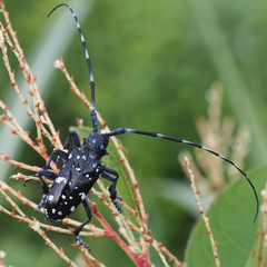 Anoplophora chinensis