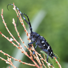 Anoplophora chinensis
