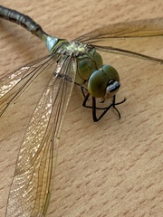 Anax imperator