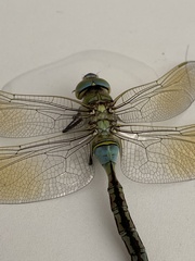 Anax imperator