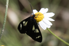 Gnophaela latipennis