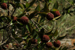 Cephalanthus natalensis