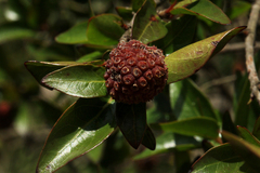 Cephalanthus natalensis