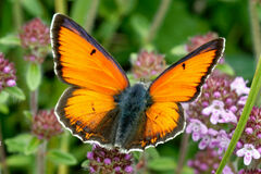 Lycaena candens