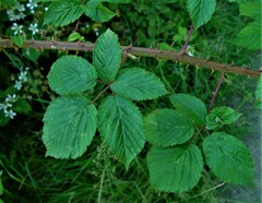 Rubus incurvatiformis