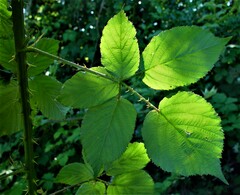 Rubus incurvatiformis