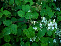 Rubus incurvatiformis
