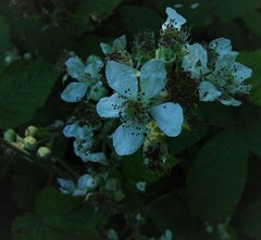 Rubus incurvatiformis
