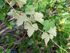 Vitis bryoniifolia